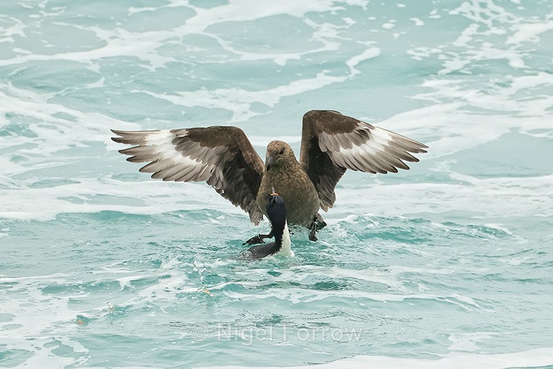 Brown Skua harasses Imperial Shag at sea, Saunders Island - Falkland (Brown) Skua