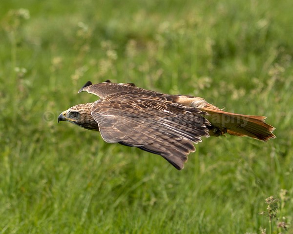 Raptile -168 - Birds of Prey
