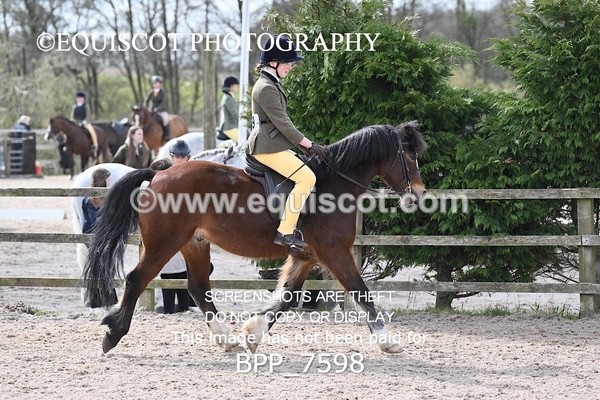 BPP_7598 - RING 1  (RIDDEN HORSES / IN HAND / VETERAN ETC)