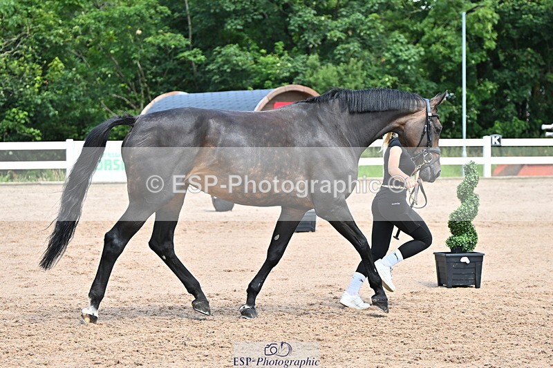 240718A-105254-01313 - Trot Up 12pm to 1pm