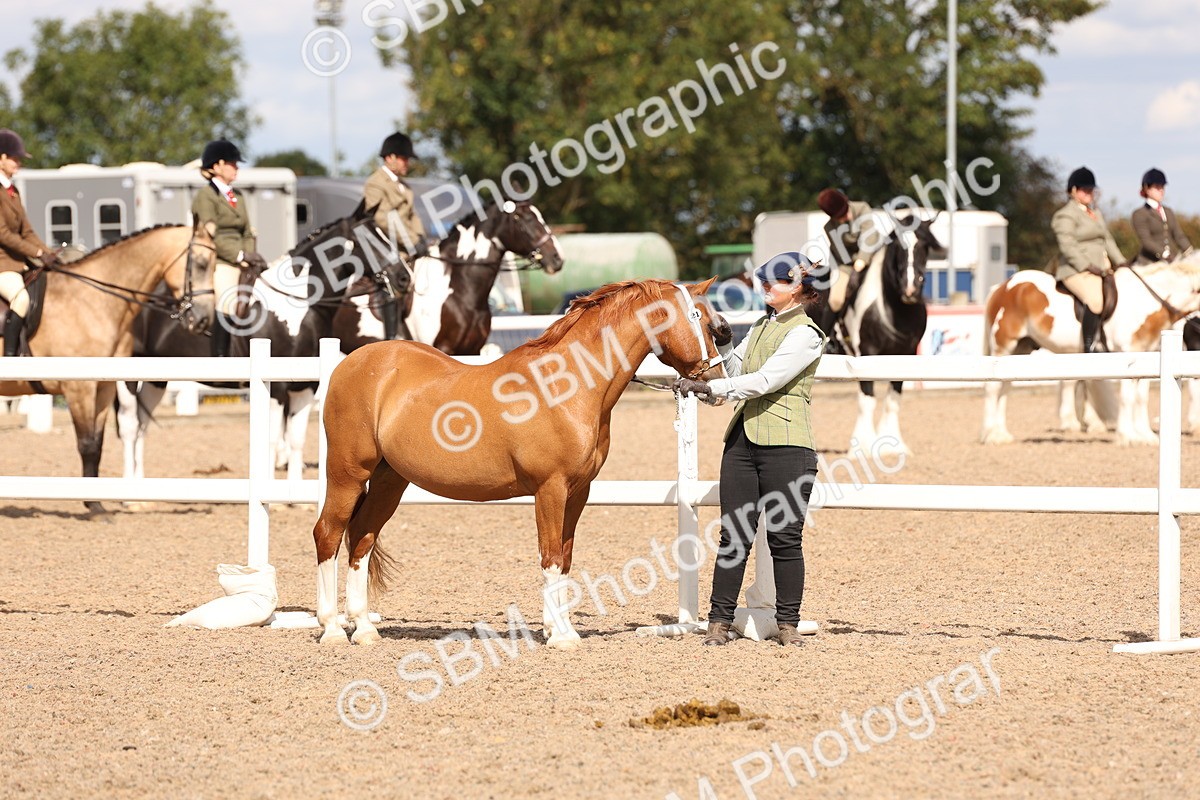 SBM_15039 - Class 209 - IH Veteran Pony
