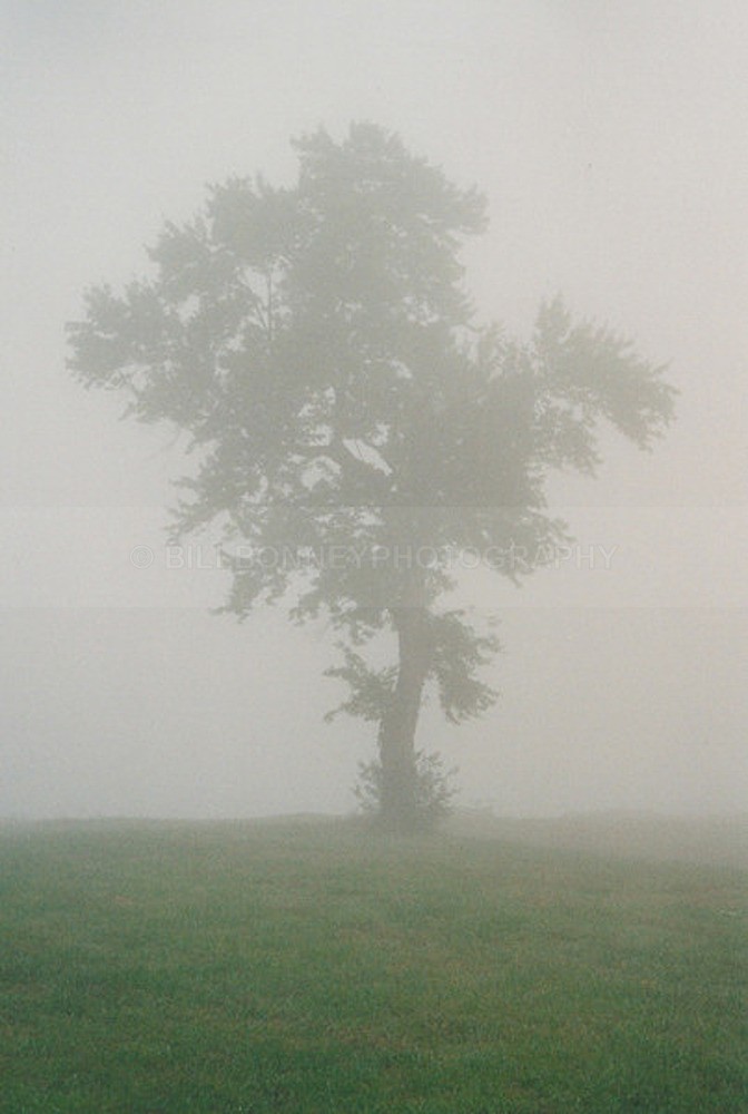 TheTree2007Layer100010 - Trees