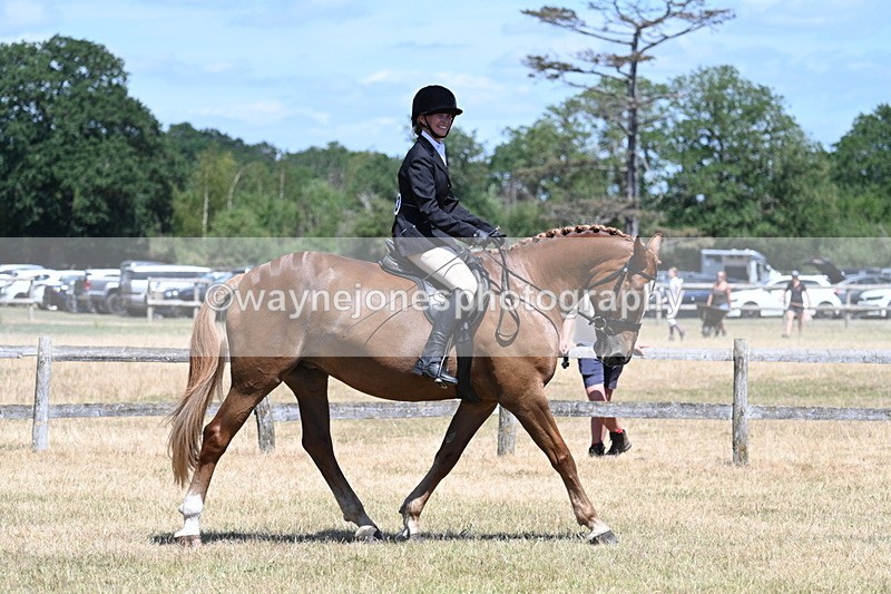 WJ7_2878 - Class 7 Riding Club Show Horse