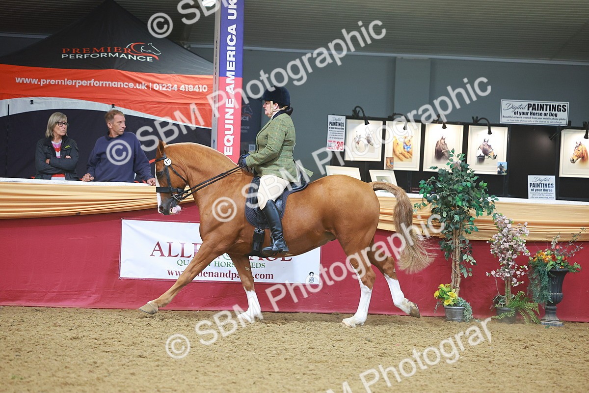 SBM_10560 - Class 103 - HOYS Veteran Qualifier - Ridden Pre Vet