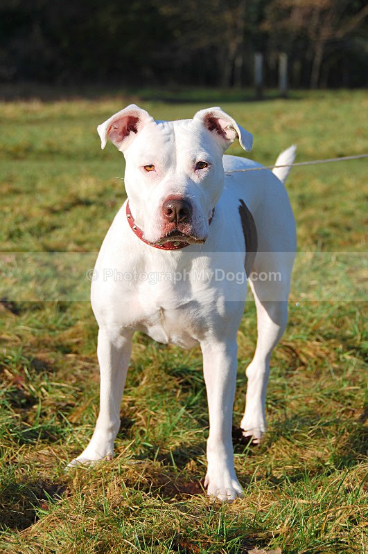  - Staffordshire Bull Terriers