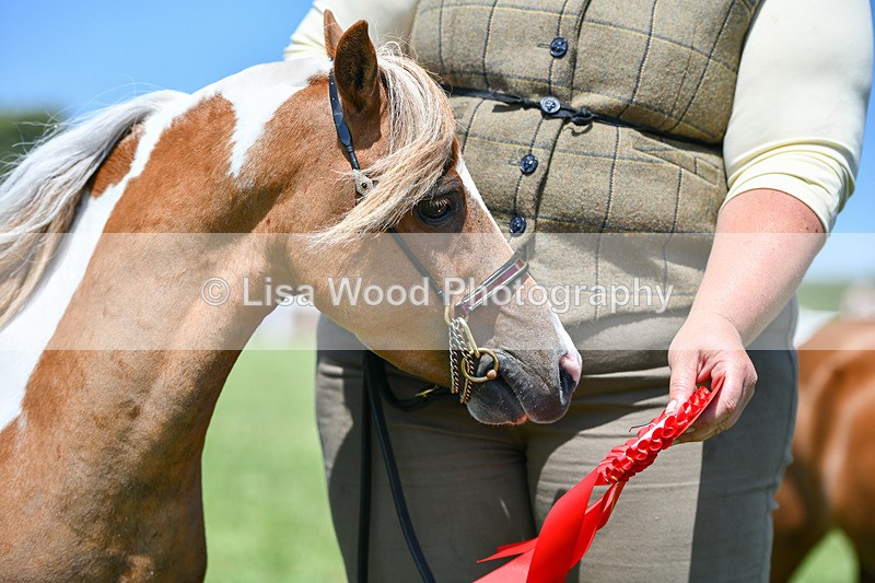 DSC_7216 - Class 61: Miniature Horse 4yrs & over