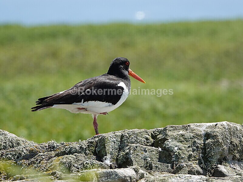DSC00424 - Skomer 2019
