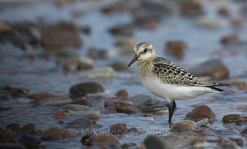 Little Stint, Chanonry point, Moray firth, Scotland - FAVOURITES WILDLIFE GALLERY. Selected images from the wildlife collections.