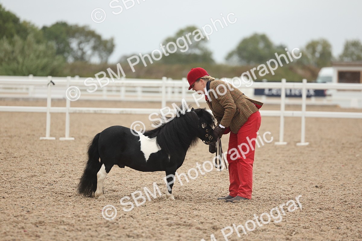SBM_19361 - Class 317 - IH Pure Bred Horse-Pony