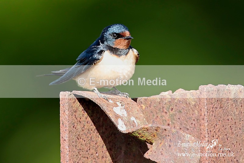 Swallow 290513 2a - Nature