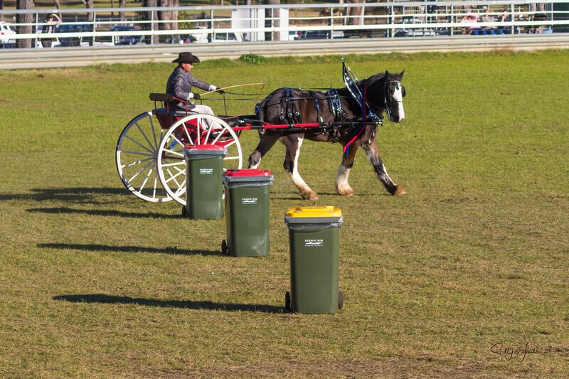 Harness Driving Challenge 7. 0A3A9653 - 2025 Senic Rim Clydesdale Spectacular