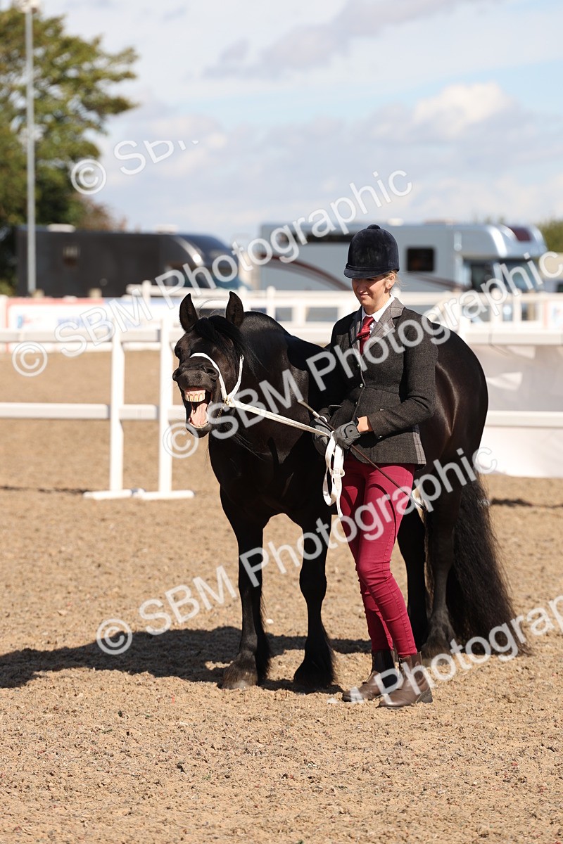 SBM_13926 - Class 205 - IH Show Pony - Show Hunter Pony