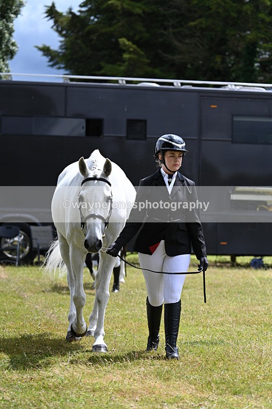 WJ7_6899 - Class 5a Most Handsome Gelding in Hand