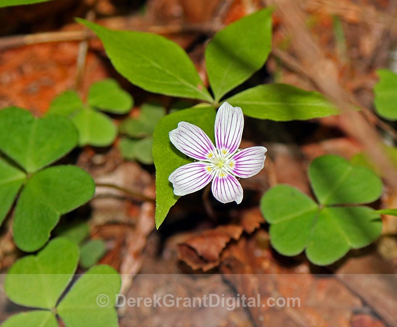 Oxalis montana - Flora