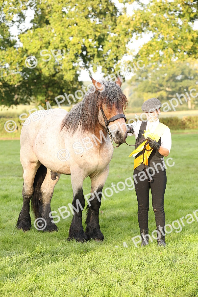 SBM_54458 - S51 - Foreign Breeds In Hand