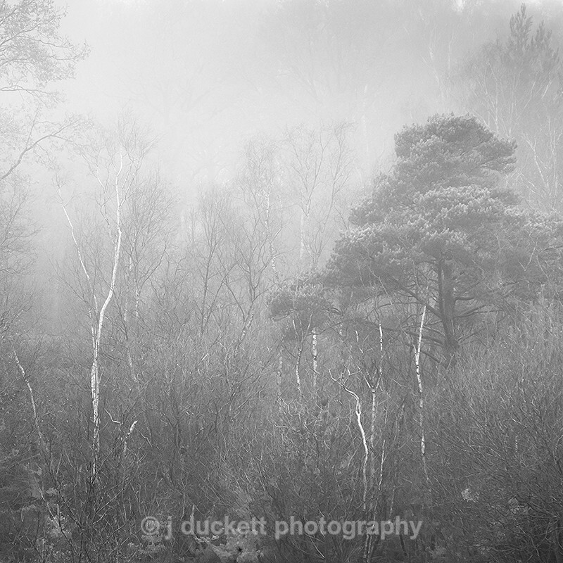 Woodland Shapes Fine art photography by The Silent Photographer