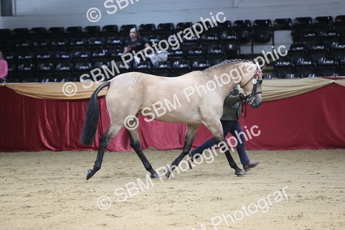 SBM_05015 - Class 8R- Regional -IH Veteran