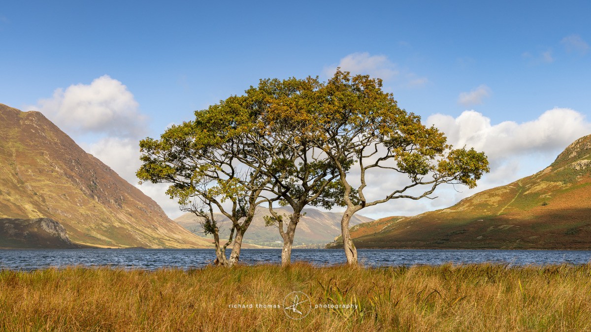 Crummock trees - Freshwater