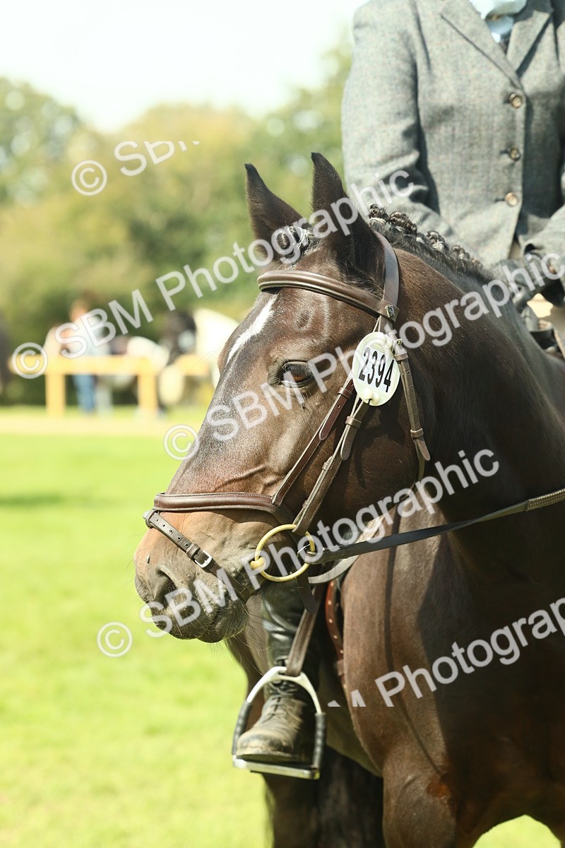 SBM_66645 - S34 - Rehabilitated Rescue Horse & Pony In Hand & Ridden