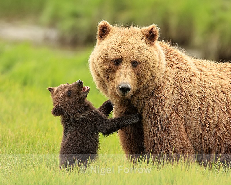 Brown Bear cub pleads with mother to be fed, Silver Salmon Creek - Brown Bear