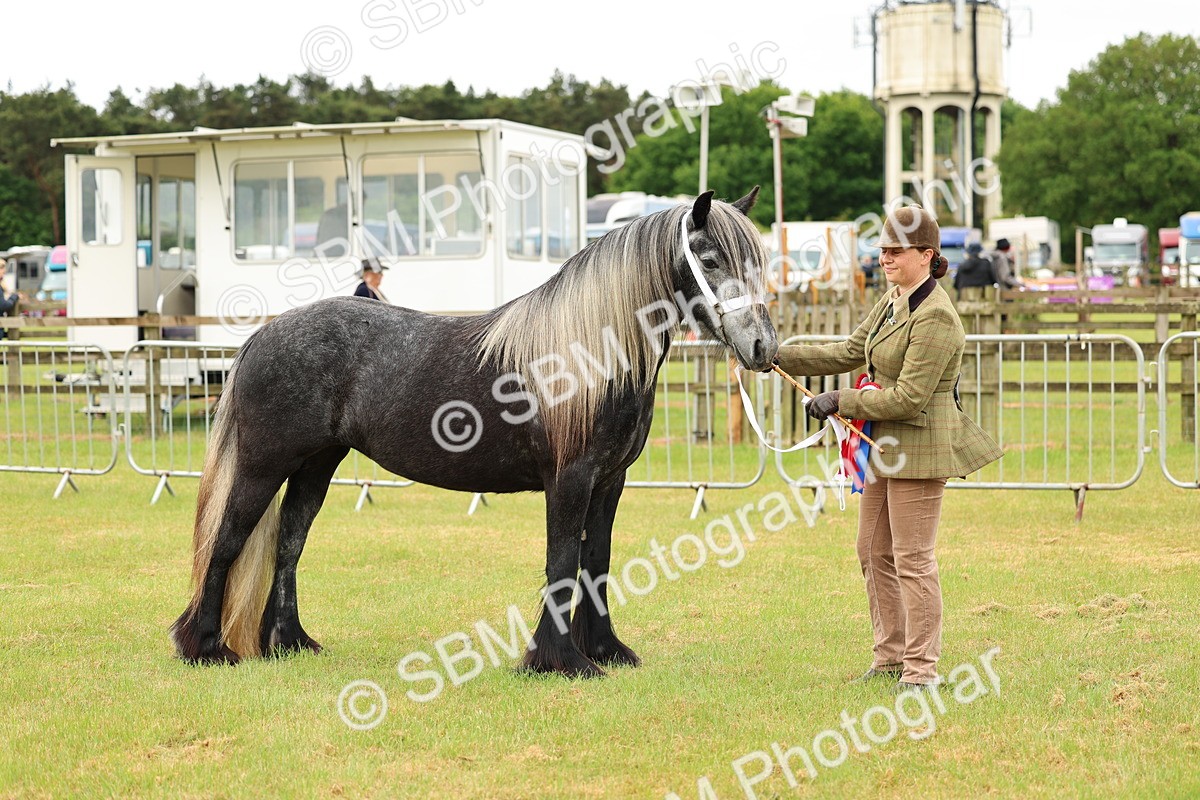 SBM_00622 - Class 58-67 - M&M Non Welsh Pony In hand
