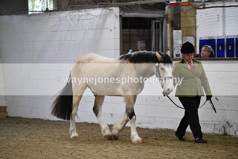 WJ5_3356 - Class 1 Youngstock