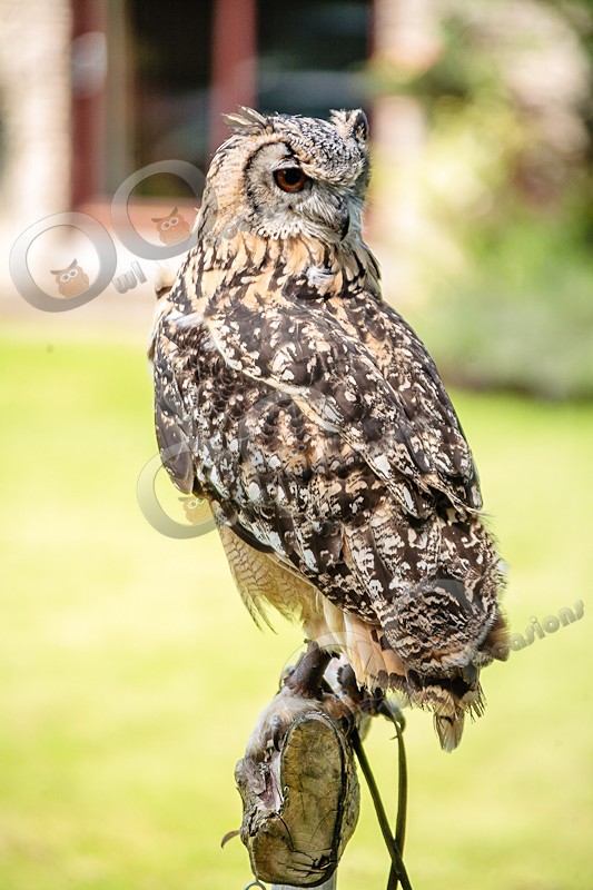Bengal Eagle Owl Jasmine - Our Birds