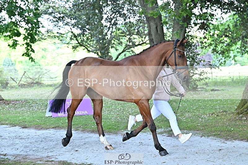 250521A-163141-01195 - C-229-Ellie.Healy-BALLADEER.JUST.FOR.KICKS