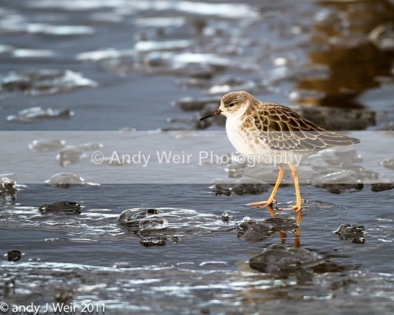 Ruff-1353 - Ruff