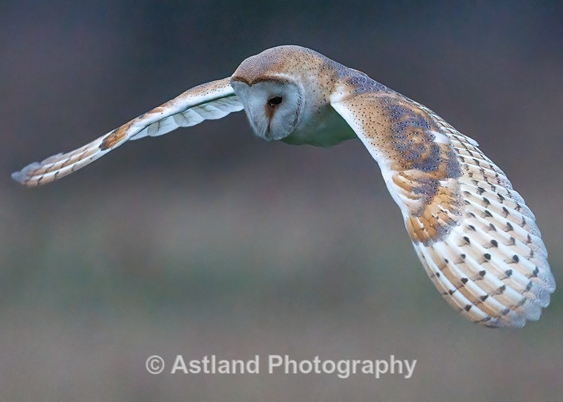 Barn Owl - Latest Images