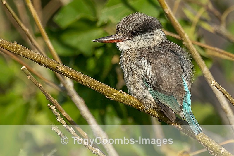 Striped Kingfisher - Botswana ~ Birds