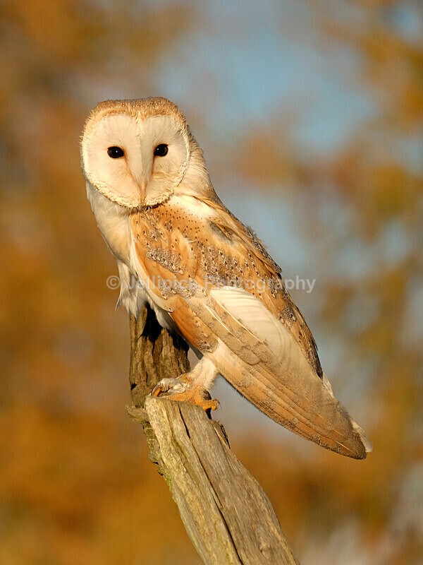  - Wildlife and Nature