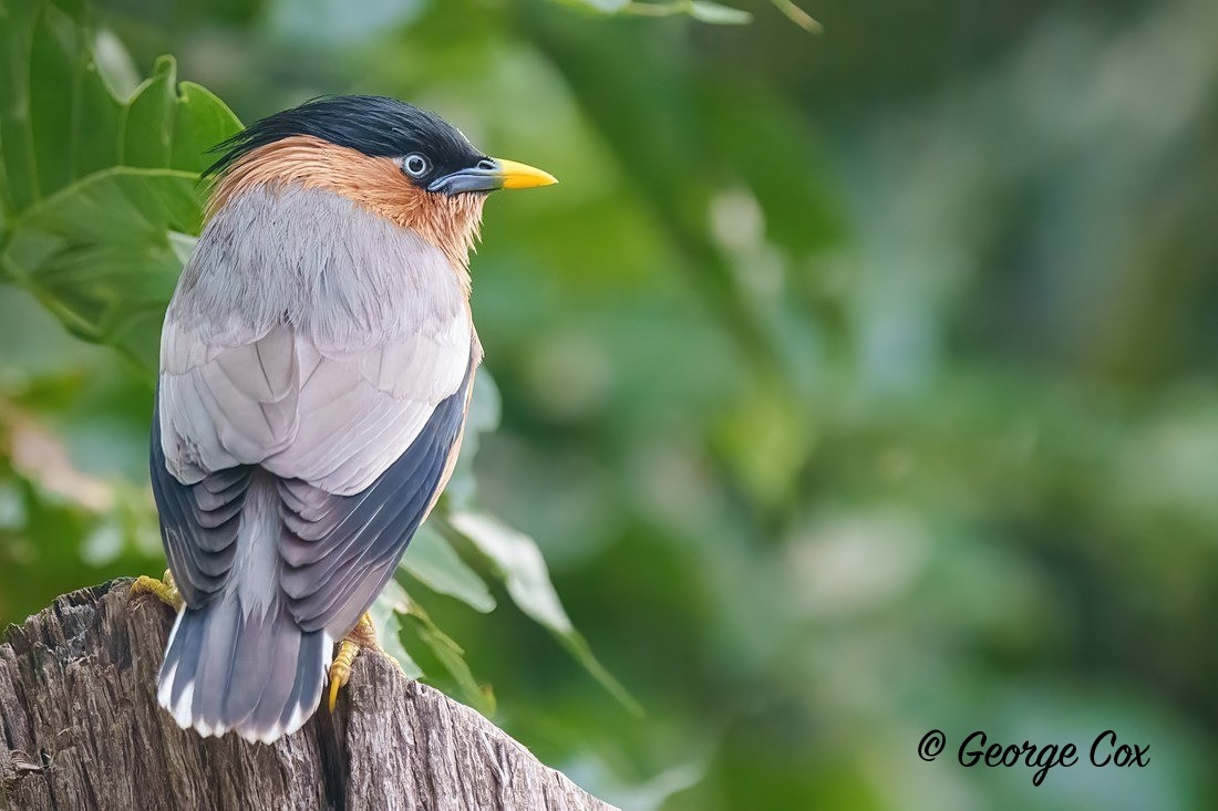 Brahminy Starling - India