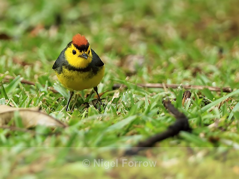 Collared Redstart on the ground, Costa Rica - Collared Redstart