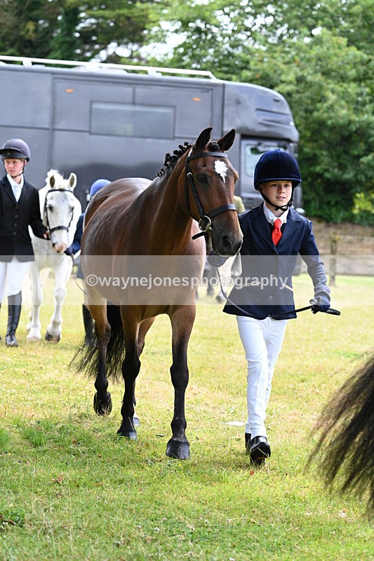 WJ7_6493 - Class 5 Handsome Gelding in hand
