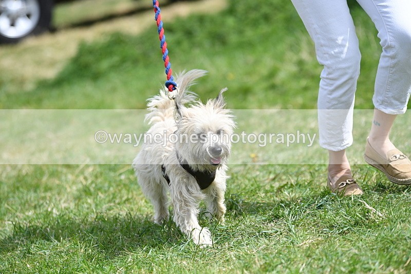 WJ5_0370 - Class 7 Best Terrier
