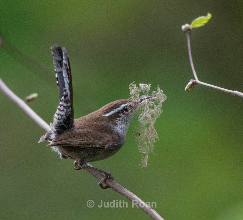 Bewicks Wren with nesting material - Backyard Birds of the Pacific Northwest