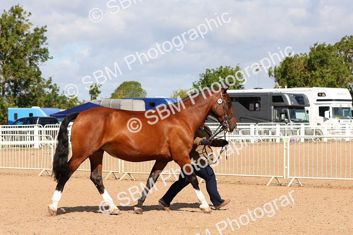 SBM_11177 - Class 208 - IH Veteran Horse