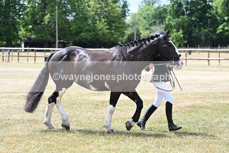 WJ7_1942 - Class 4a Prettiest Mare 14.2hh and over hand