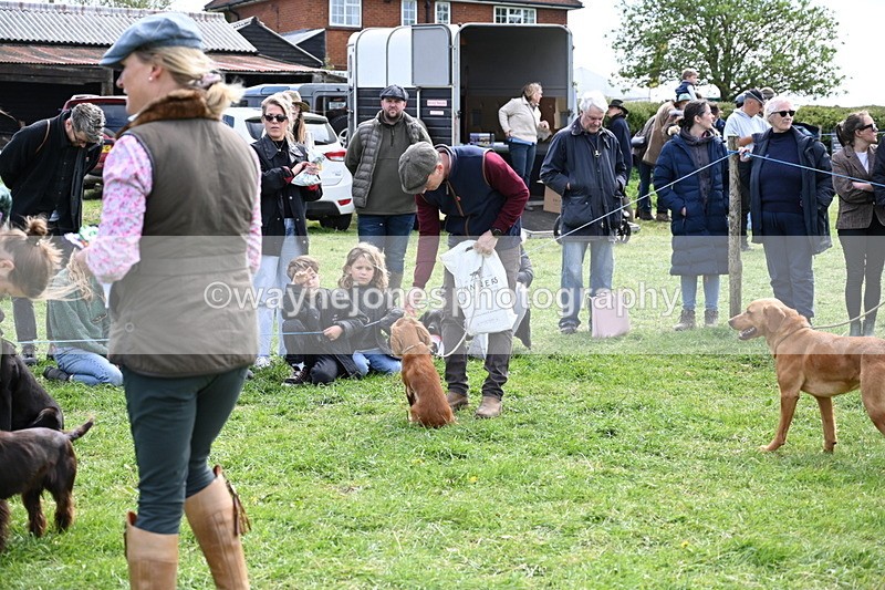 WJ6_9096 - Class 8 Best Working / Gun Dog or Bitch