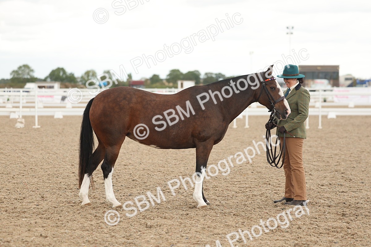 SBM_07655 - Class 26 - IH Foreign Breeds - Part Bred