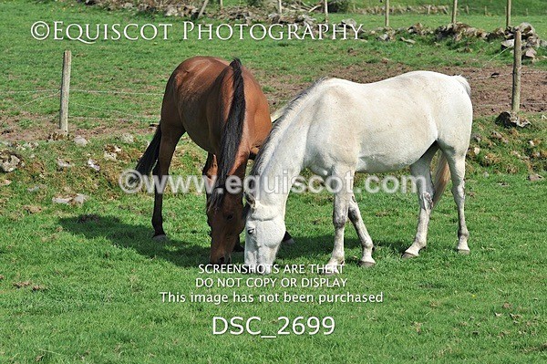 DSC_2699 - ARCHIVE REQUEST - Quincy and Guinness