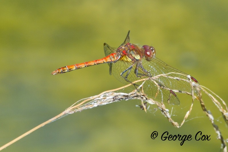 Common Darter - Dragonflies