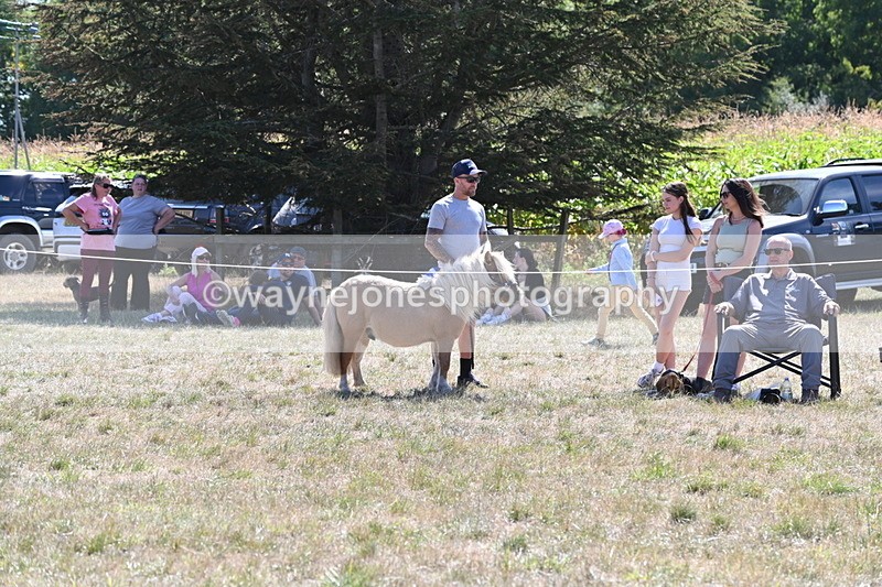 WJ6_8871 - Class 38 Ridden Riding Horse/Pony