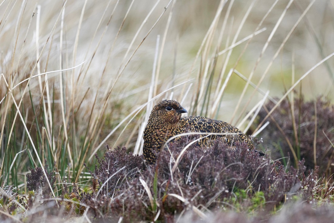 Teesdale  2018-04-17 15-01-42  - Teesdale Black Grouse and others