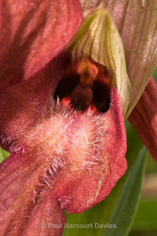 Scarce Serapias (Serapias neglecta) - Orchids - Serapias