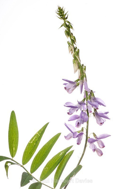 Goat's Rue (Galega officinalis) MYN - Plants - WB
