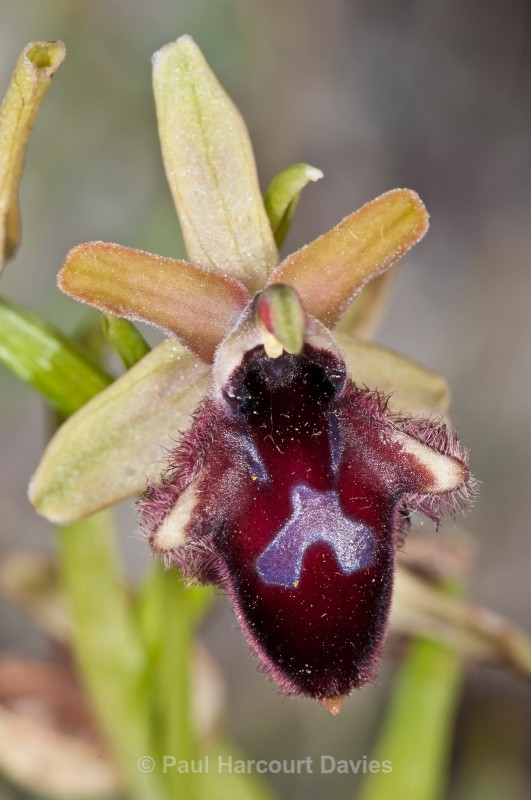 Promontory Orchid (Ophrys promontori) - Orchids - Ophrys