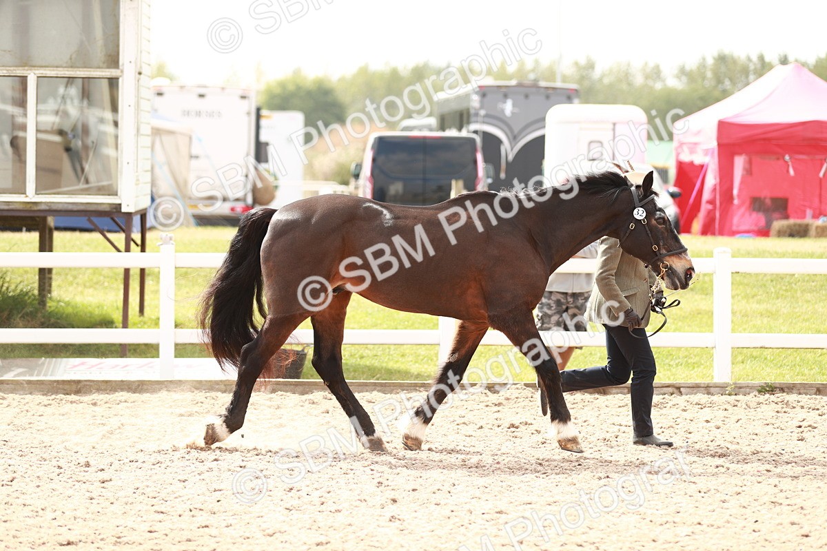 SBM_13205 - Class 208 IH Veteran Horse