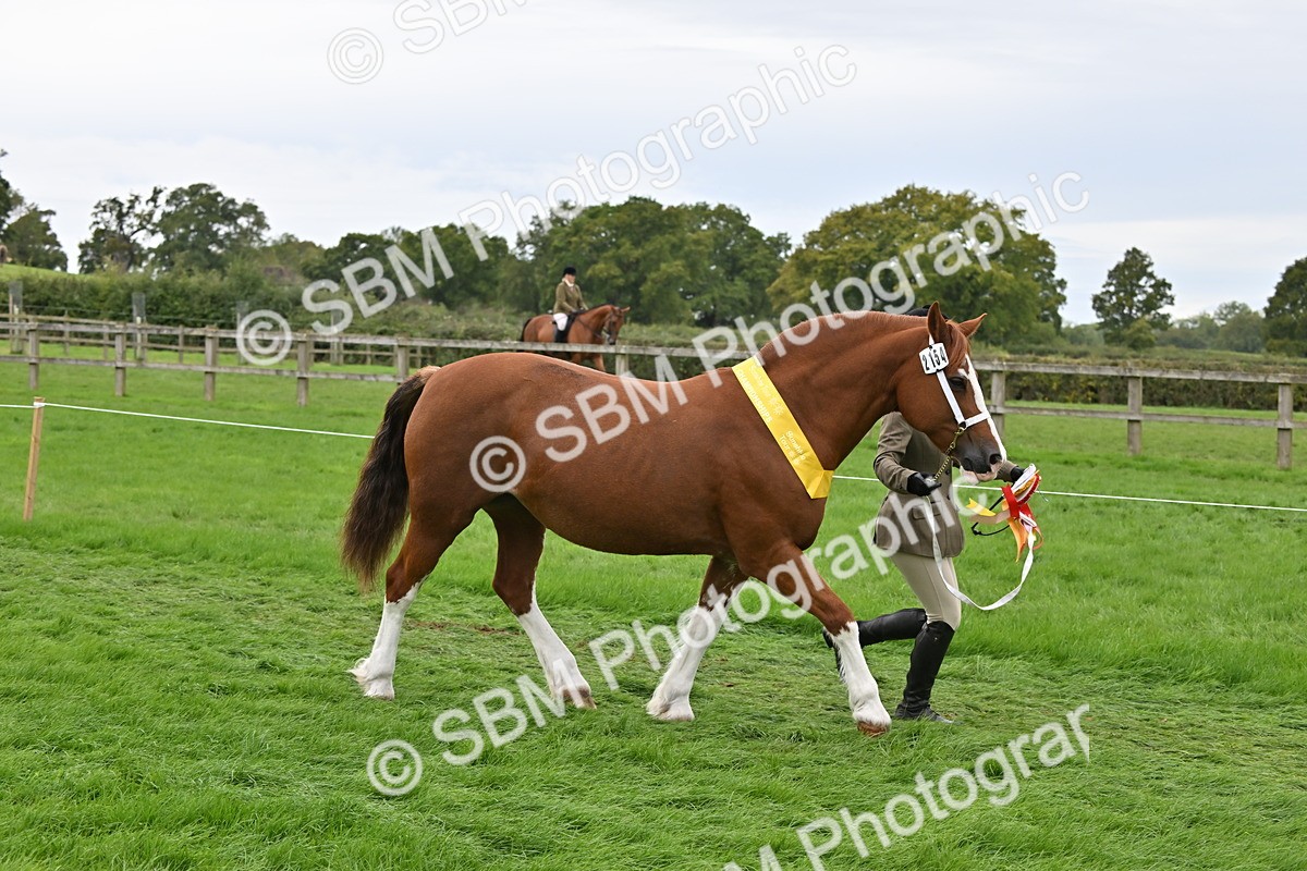 SBM_65071 - In Hand Pony & Younstock Supreme Championship